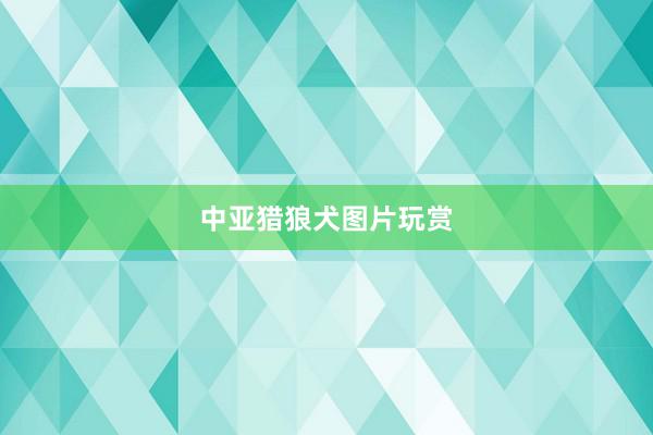 中亚猎狼犬图片玩赏